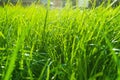 Summer grass background, fresh bright green grass on the lawn lit by shining sunbeams. Grass landscape Royalty Free Stock Photo