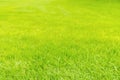 Summer grass on field with blur focu