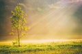 Summer grass field and tree in sunlight, golden nature background concept, sun rays, warm tones, lots of copy space