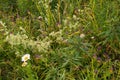 Summer grass in meadow: chamomile, narrow-leaved tea-tea ChamÃÂ©rion angustifÃÂ³lium, oak grove Melampyrum nemorosum Royalty Free Stock Photo