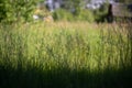 Summer grass on a sunny day on the background of a blurred country house.