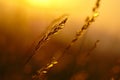 Summer Grass Sunset Royalty Free Stock Photo