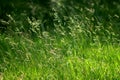 Summer grasses Royalty Free Stock Photo