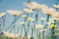 Summer Grasses blowing in the breeze Royalty Free Stock Photo