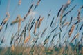 Summer Grasses blowing in the breeze Royalty Free Stock Photo