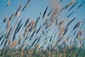 Summer Grasses blowing in the breeze Royalty Free Stock Photo