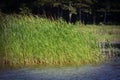 Summer grasses blowing in the wind in a lake green and blue windy day