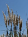 Summer grasses back lit Royalty Free Stock Photo