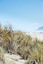 Summer grasses on the dunes Royalty Free Stock Photo