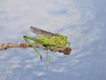 Summer Grasshopper and hanging legs - African Insects