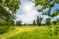 Summer grassland