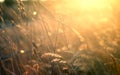 Summer grassland with bokeh, blur and golden sunlight