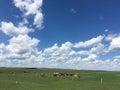 The summer grasslands of Inner Mongolia are a place full of vitality and beautiful scenery