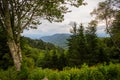 Lush Green Forest Of The Great Smoky Mountains National Park Royalty Free Stock Photo