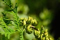 Coniferous buds of a tree Royalty Free Stock Photo