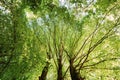 Summer Green Canopy Of Tall Trees. Deciduous Forest, Summer Nature In Sunny Day. Upper Branches Of Tree With Fresh Green Royalty Free Stock Photo