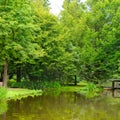 Summer green duckweed pond landscape