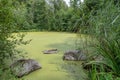 Summer green duckweed pond landscape. Summer duckweed pond view.