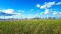 Summer green field with grass and flowers and blue cloudy sky sunny Background Royalty Free Stock Photo