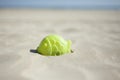 Summer green fish beach toy affix in the dry sand. Selective focus.