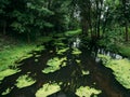 Summer green forest with duckweed river landscape, beautiful rural summer nature Royalty Free Stock Photo