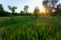 Green forest glade with flowers at the sunset Royalty Free Stock Photo