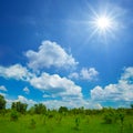 green forest glade under a sparkle sun Royalty Free Stock Photo