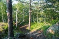 Summer green forest landscape. Birch and pine trees in sunlight. Travel concept Royalty Free Stock Photo