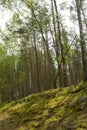 Summer green forest landscape in the morning. Natural woodland. Green nature in Belarus. Birch trees and pines in forest Royalty Free Stock Photo