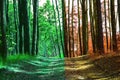 Summer green forest is transformed into an orange autumn