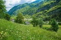 Summer green freshness in the mountain Royalty Free Stock Photo