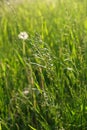 Summer green grass close-up. Beautiful natural background Royalty Free Stock Photo