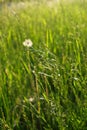 Summer green grass close-up. Beautiful natural background Royalty Free Stock Photo