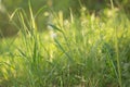 Summer green grass in sunlight close-up, macro. Nature background Royalty Free Stock Photo
