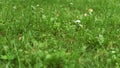 Summer green grass texture field with white small daisy flowers. In a garden under sunlight. Meadow of flower, spring floral Royalty Free Stock Photo