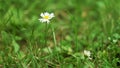 Summer green grass texture field with white small daisy flowers. In a garden under sunlight. Meadow of flower, spring floral Royalty Free Stock Photo