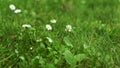 Summer green grass texture field with white small daisy flowers. In a garden under sunlight. Meadow of flower, spring floral Royalty Free Stock Photo