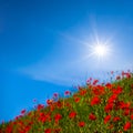 Summer green hill with red poppy flowers at the sunny day