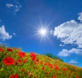 Summer green hill with red poppy flowers at the sunny day