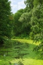 Summer Green Landscape With Duckweed River Royalty Free Stock Photo