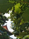 The pavilion under the green leaves