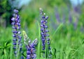 Blue lupine flowers in the meadow