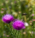 A bee flies over a blooming Thistle Royalty Free Stock Photo