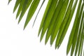 Summer green palm leaf closeup isolated on a white background Royalty Free Stock Photo