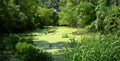 Summer Green Pond