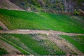 summer green steep Rhine valley vineyards Royalty Free Stock Photo