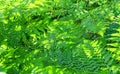 Summer green texture of hundreds of ferns. Fern with green leaves on a natural background. Natural fern flower background on a Royalty Free Stock Photo