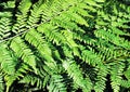 Summer green texture of hundreds of ferns. Fern with green leaves on a natural background. Natural fern flower background on a Royalty Free Stock Photo