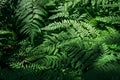 Summer green texture hundreds of ferns. Green fern tree growing in summer. Fern with green leaves on natural background. Royalty Free Stock Photo