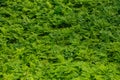 Summer green texture hundreds of ferns. Natural floral green fern background Royalty Free Stock Photo